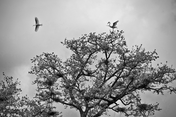 Dancing on a Treetop, New Orleans