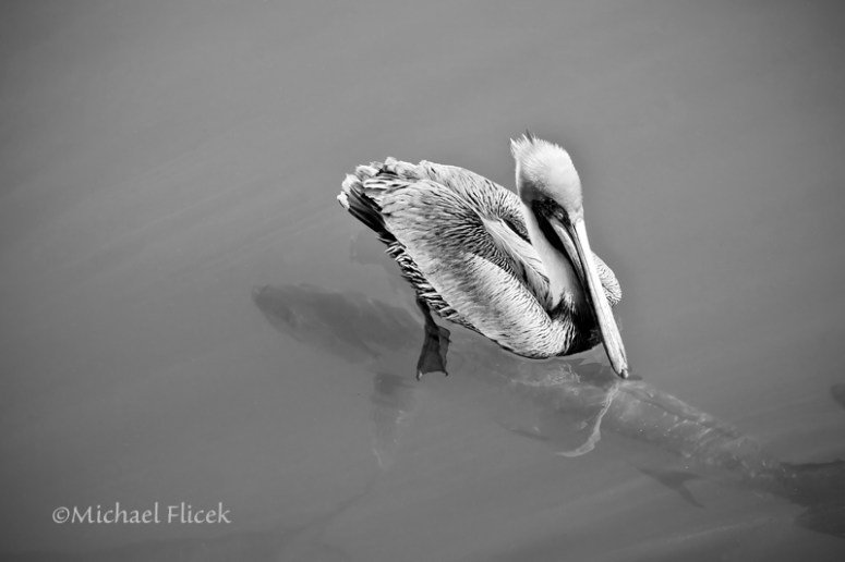 Pelican and Tarpon 8_8796_c